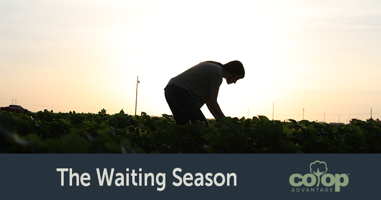 The Waiting Season