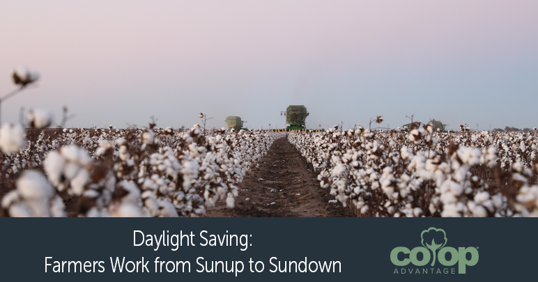 Daylight Saving Cotton Stripper in Field